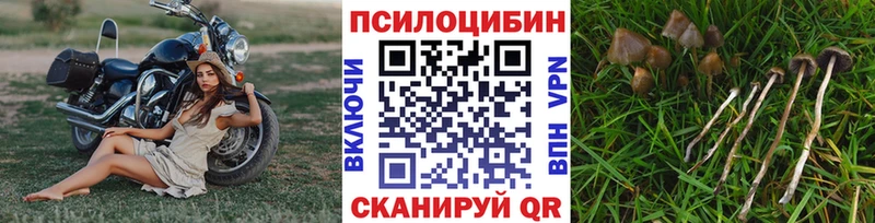 Псилоцибиновые грибы GOLDEN TEACHER  сколько стоит  Горняк 
